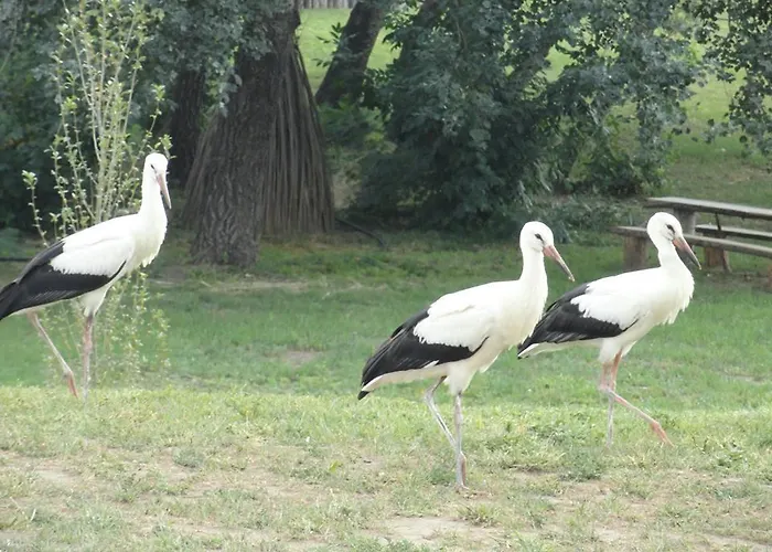 Sarudi Maison d'hôtes *
